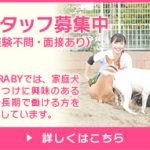スタッフ急募